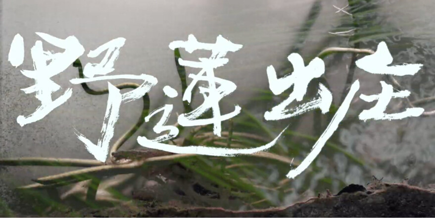 〈野蓮出庄〉Water Snowflake Goes to Market